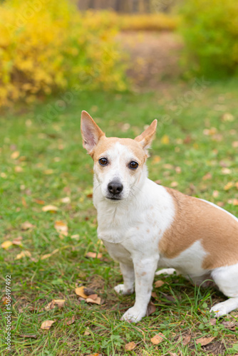 A thoroughbred dog in a public park in the fall. Jack Russell terrier. Pets