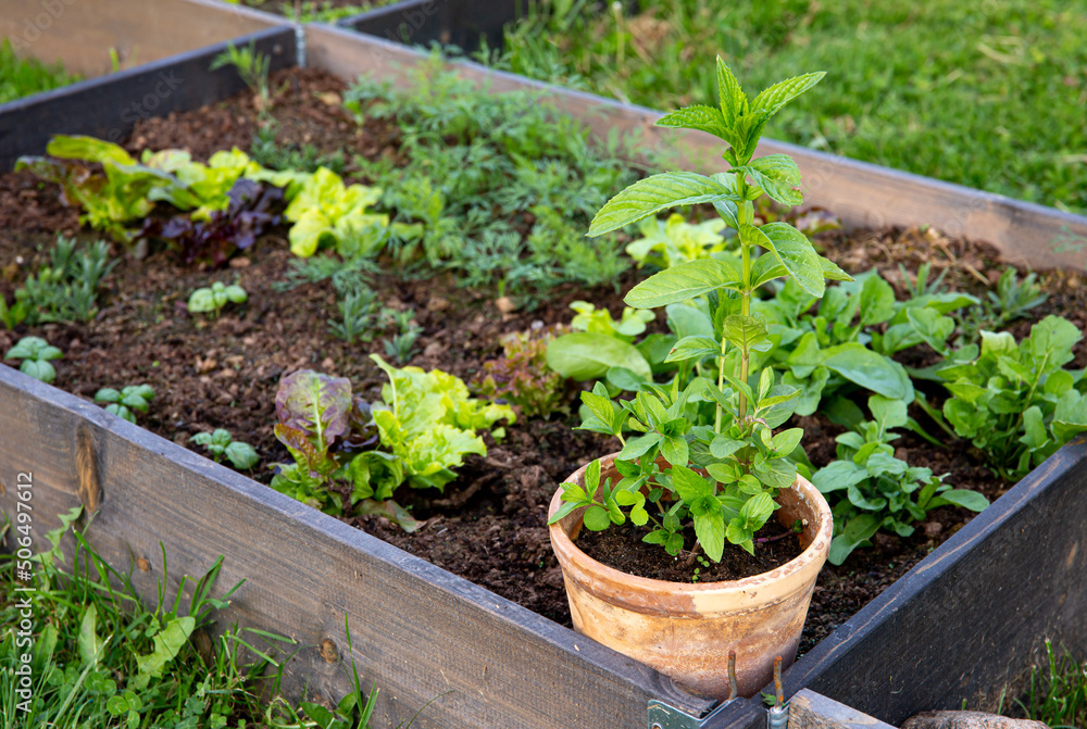 Planting and growing peppermint plant in flower pot to stop it from spreading too much on home garden. Raised garden bed with various lettuces and potted peppermint plant in summer.