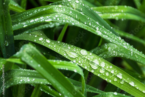 A close up view of rain drops on long green grass