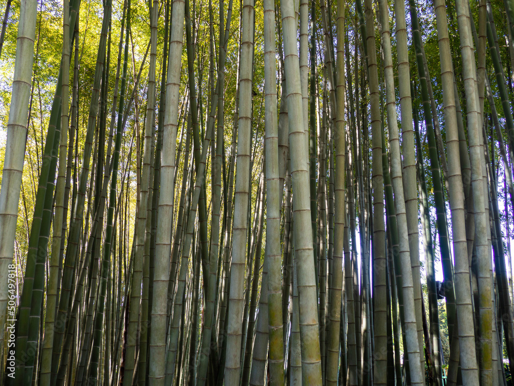 Bamboo grove. Plant stems. Thick bamboo forest. Southern nature. Fast growing plant. Bamboo grove. Plant stems. Thick bamboo forest. Southern nature. Fast growing plant.