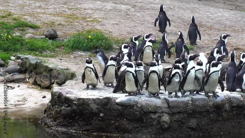 A small penguin returning to the coast to feed the nestlings, a flock of penguins returning to the beach.