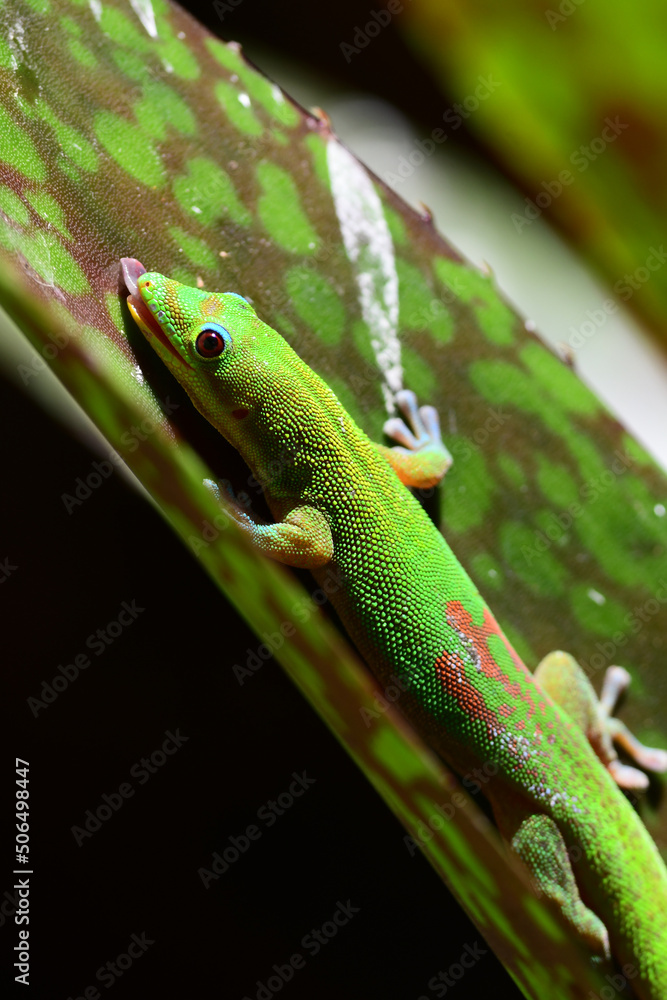 Fototapeta premium A gold dust day gecko (Phelsuma laticauda) searches for food in the Hawaiian foliage near Waikiki Beach.