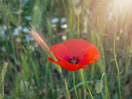 red poppies falling on the sun rays in a garden