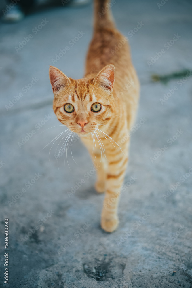 Mirada tierna de gato naranja. Concepto de animales.