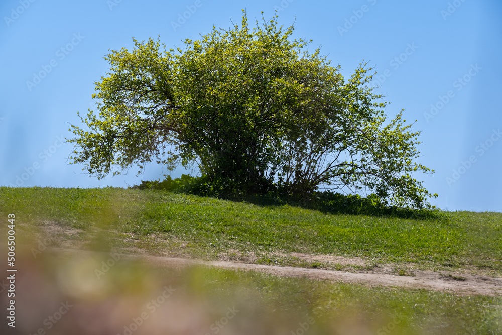 Fototapeta premium An alone bush tree standing on the top of a hill against a bright blue sky