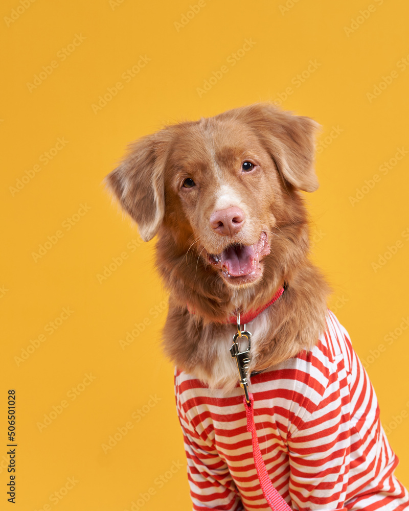 Toller dog in a vest on a yellow background. Funny Nova Scotia duck tolling retriever in clothes Toller dog in a vest on a yellow background. Funny Nova Scotia duck tolling retriever in clothes