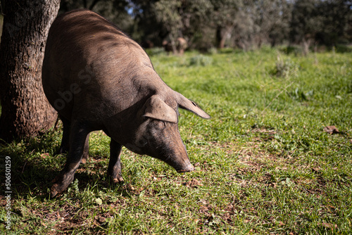 cerdo iberico photo