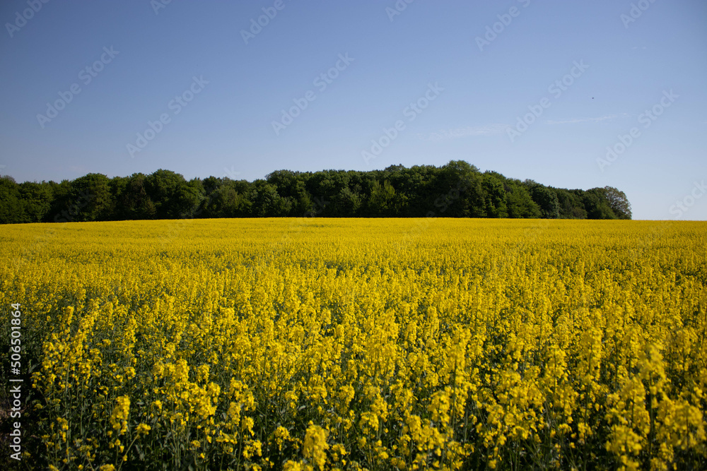 Rapeseed field in Ukraine is summer