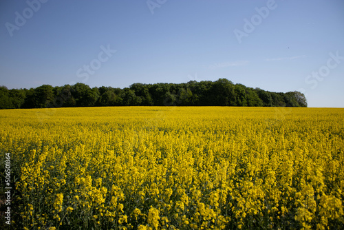 Rapeseed field in Ukraine is summer