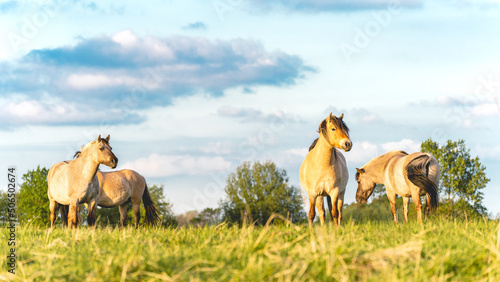 Wild horses in the fields in Wassenaar The Netherlands.