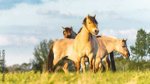 Wild horses in the fields in Wassenaar The Netherlands.