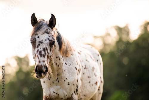 Appaloosa horse in the pasture at sunset, white horse with black and brown spots. yearling baby horse photo