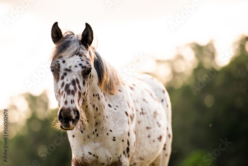 Obraz na plátně Appaloosa horse in the pasture at sunset, white horse with black and brown spots
