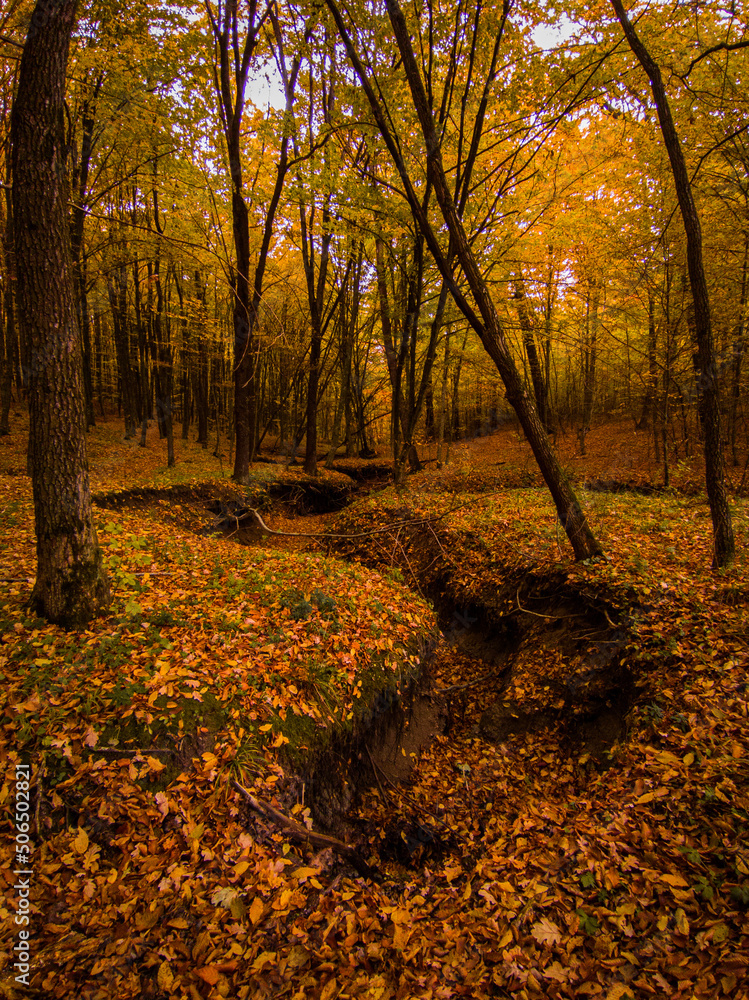 Fototapeta premium autumn in the forest