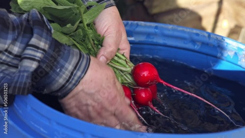 A juicy bunch of radishes is held in hands and watered with clean water. Fresh vegetable washed out of the mud with water, close-up in slow motion