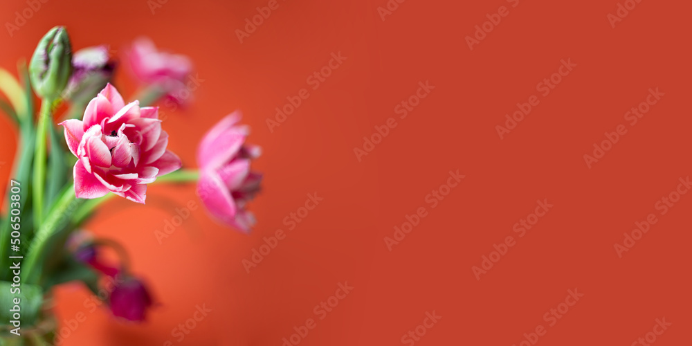 Obraz premium Closeup photography of peony tulip with water dpors.Large banner with copy space.
