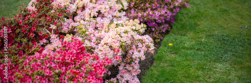 Beautiful Garden with blooming trees and bushes during spring time  Wales  UK  early spring flowering azalea shrubs