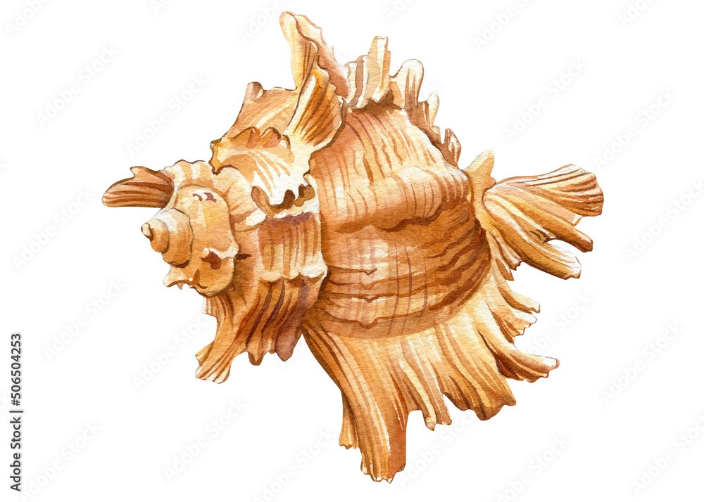 Sea shell on isolated white background, shell hand painted watercolor illustration Sea shell on isolated white background, shell hand painted watercolor illustration