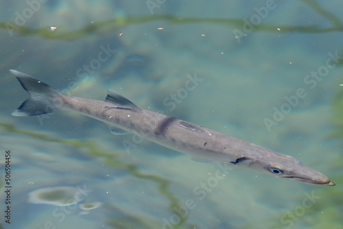 A great barracuda floats in the calm waters of a marina on Waikiki Beach, Honolulu, Hawaii.