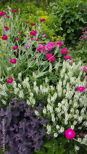 pink und weiße Sommerblumen im Garten -  Beet mit Stauden Bepflanzung mit Veronica Spicata, Sedum  Telephium, Lychnis coronaria photo