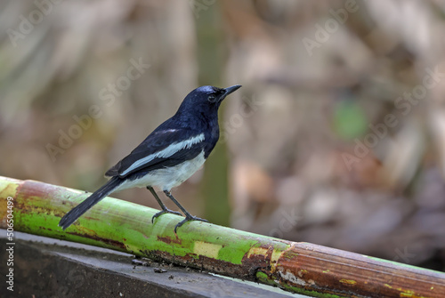 Oriental magpie robin (male) photo