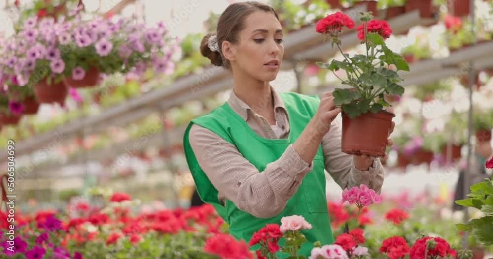 Super slow motion of a young woman worker gardening in flower greenhouse, checking flowers and enjoying in beautiful colorful flowers. Woman entrepreneur. Super slow motion of a young woman worker gardening in flower greenhouse, checking flowers and enjoying in beautiful colorful flowers. Woman entrepreneur.