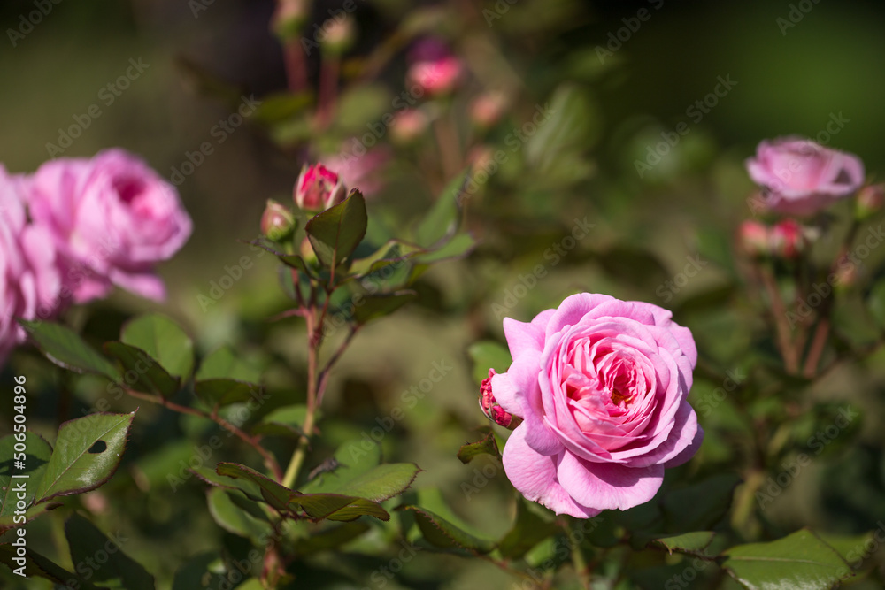Pink rose Rosengrafin Marie Henriette in summer garden, sunny day Pink rose Rosengrafin Marie Henriette in summer garden, sunny day