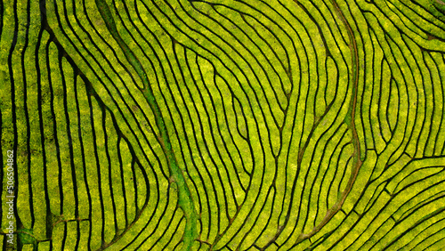 Gorreana tea factory - green tea, shot from birds eye view, beautiful pattern and paths between plantations
