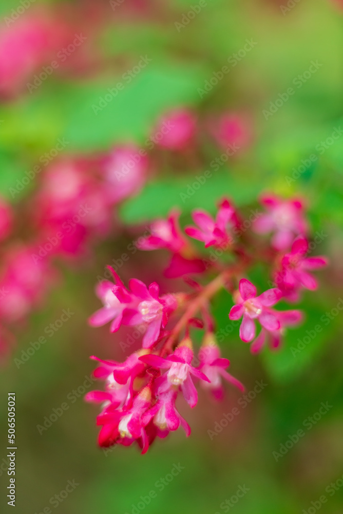 Ribes sanguineum in the garden