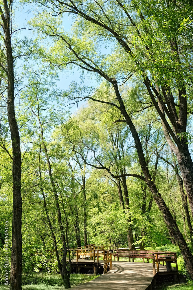 wooden pathway in forest Park. beautiful green natural landscape with ecological path. spring summer season. ecology, environmental conservation, ecotourism, relax, recreation concept wooden pathway in forest Park. beautiful green natural landscape with ecological path. spring summer season. ecology, environmental conservation, ecotourism, relax, recreation concept
