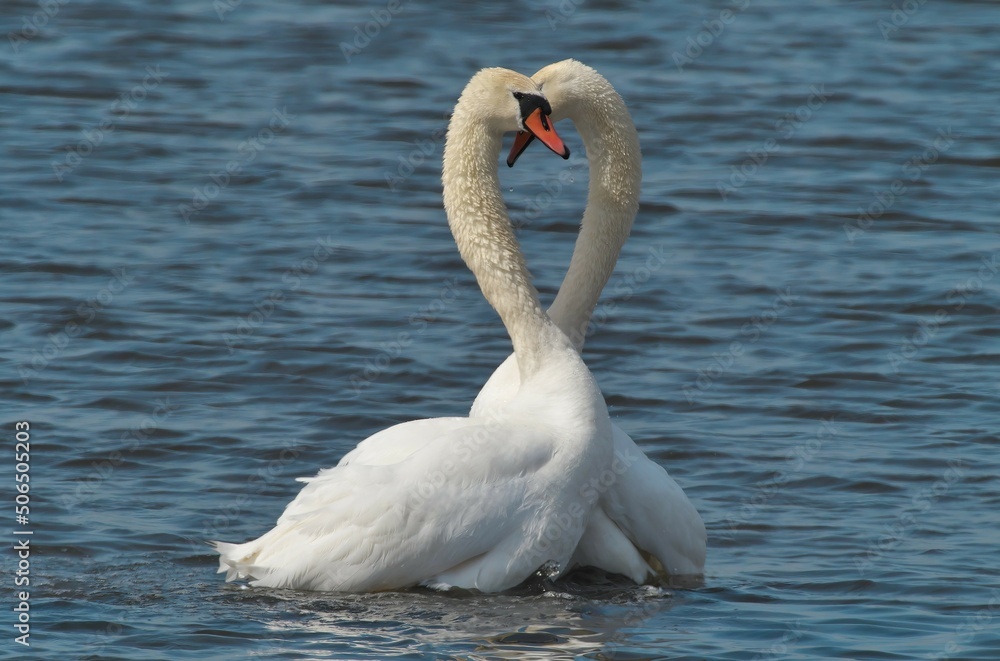 Fototapeta premium Love games of two swans. Selective focus.