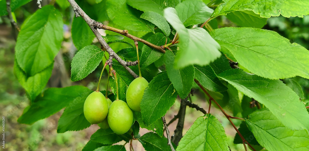 Obraz premium Photo of a tree branch with an unripe cherry plum. Ripening berries on the farm