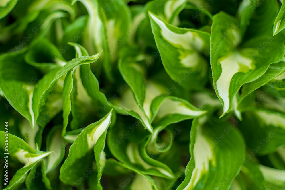 Obraz premium hosta in the spring garden