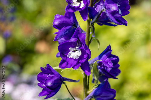 Garden delphiniums (Delphinium × cultorum). Close up on the flower of this plant. Garden delphiniums are horticultural hybrids derived from some perennial species. photo