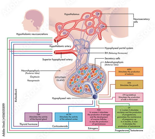 Medical diagram of Pituitary Gland functions. photo