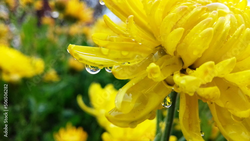 raindrops on yellow perals of chrysanthemum flower photo