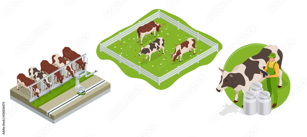 Isometric brown and white cows in a grassy field on a bright and sunny day. Dairy cattle. Cow Farm