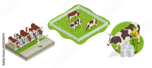 Isometric brown and white cows in a grassy field on a bright and sunny day. Dairy cattle. Cow Farm