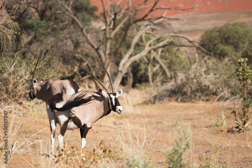 oryx antelope photo