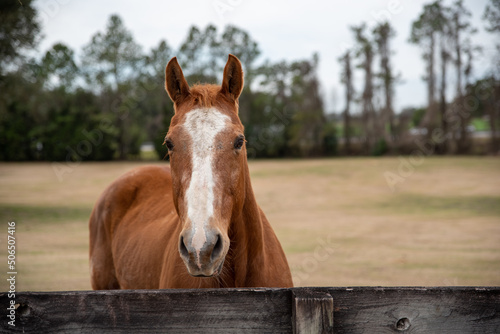 Horse looking over fence in a paddock, horse at a farm. Old retired horse. 	
