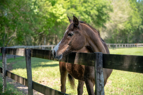 Horse looking over fence in a paddock, horse at a farm. Old retired horse. 
