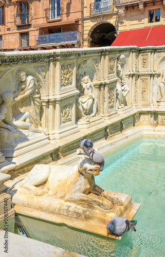 Sienne, pigeon buvant à la fontaine de piazza del campo photo