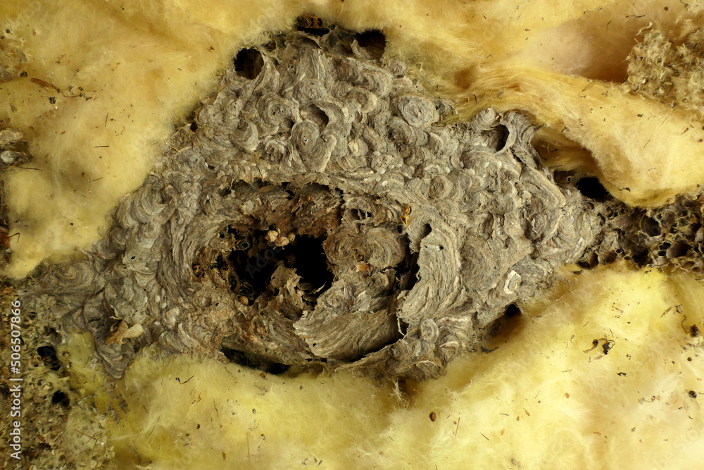 Asian Hornet (Vespa velutina) nest discovered in the insulation during roof renovations
