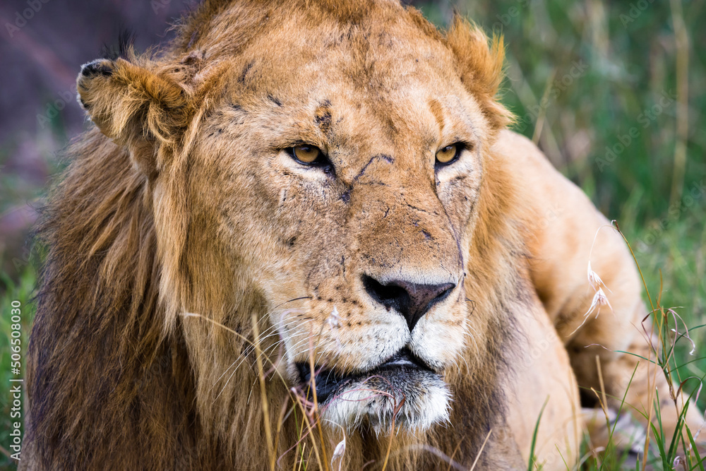 Fototapeta premium Portrait of an adult lion (Panthera Leo) with selective focus, Maasai Mara National Reserve, Kenya