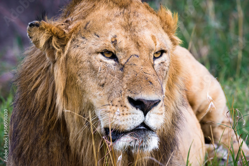 Portrait of an adult lion  Panthera Leo  with selective focus  Maasai Mara National Reserve  Kenya