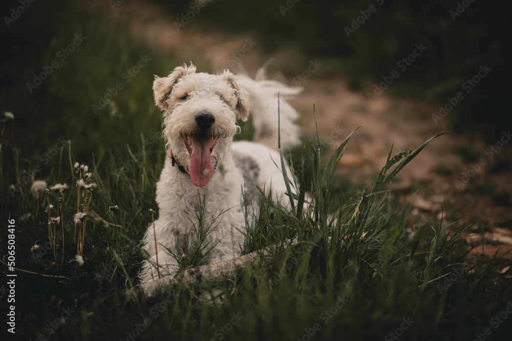 Pies biegający w lesie - obrazy, fototapety, plakaty 