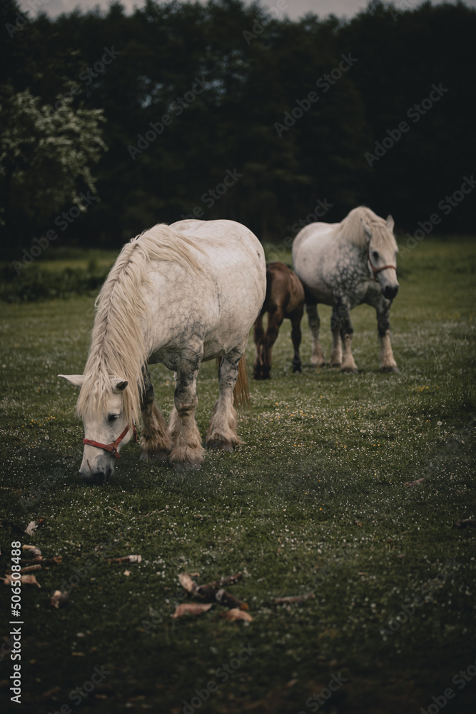 Obraz premium Konie na łące