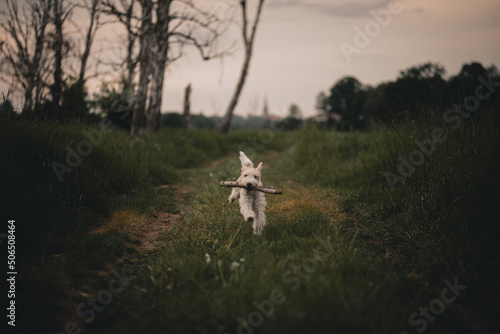 Fototapeta Naklejka Na Ścianę i Meble -  Pies biegający w lesie
