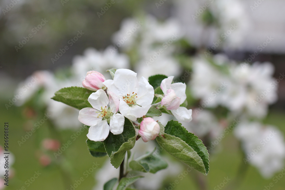 blooming flowers on an apple tree close-up. spring in the garden blooming flowers on an apple tree close-up. spring in the garden