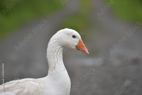 Photography Embden White Goose